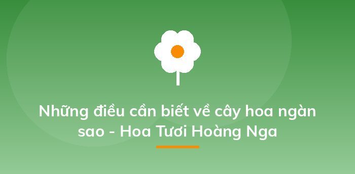 Những điều cần biết về cây hoa ngàn sao - Hoa Tươi Hoàng Nga