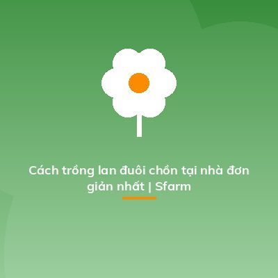 Cách trồng lan đuôi chồn tại nhà đơn giản nhất | Sfarm