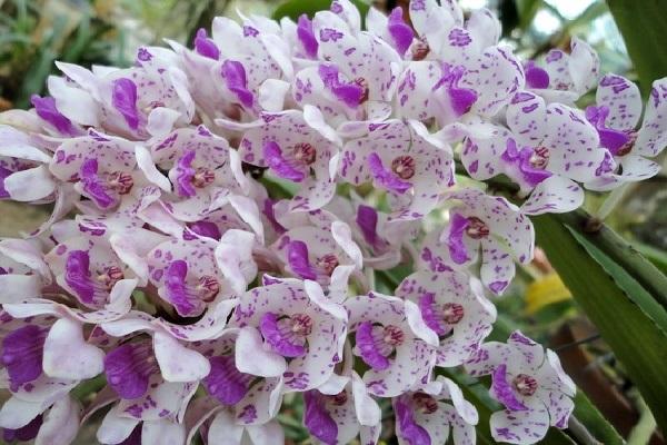 Hoa Lan Tai Trâu: Cách trồng và kích rễ cho Lan Đai Châu - Eva