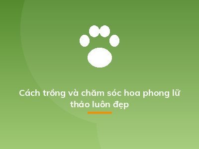 Cách trồng và chăm sóc hoa phong lữ thảo luôn đẹp