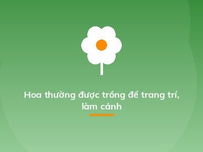 Hoa thường được trồng để trang trí, làm cảnh