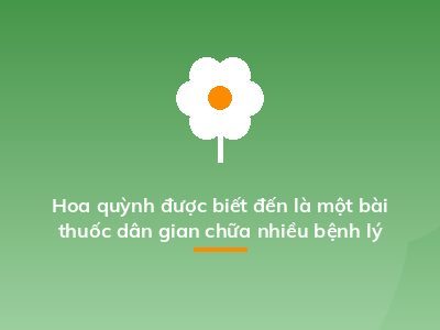 Hoa quỳnh được biết đến là một bài thuốc dân gian chữa nhiều bệnh lý
