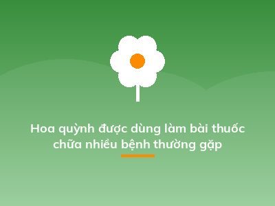 Hoa quỳnh được dùng làm bài thuốc chữa nhiều bệnh thường gặp