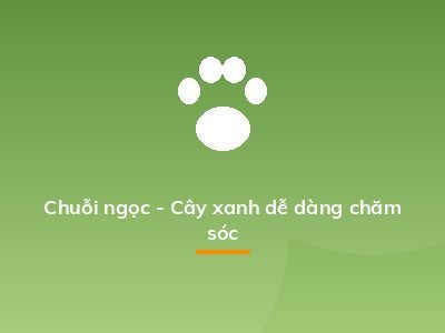 Chuỗi ngọc - Cây xanh dễ dàng chăm sóc