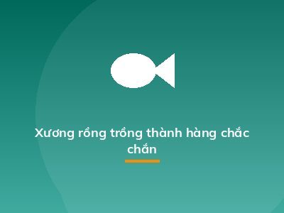 Xương rồng trồng thành hàng chắc chắn