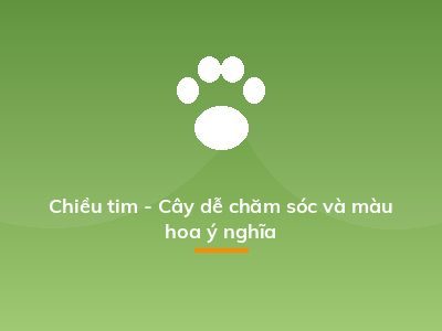 Chiều tim - Cây dễ chăm sóc và màu hoa ý nghĩa