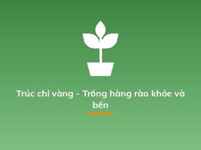 Trúc chỉ vàng - Trồng hàng rào khỏe và bền