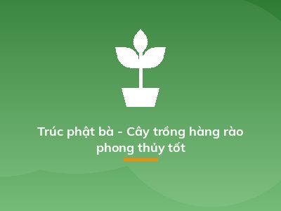 Trúc phật bà - Cây trồng hàng rào phong thủy tốt