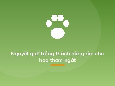 Nguyệt quế trồng thành hàng rào cho hoa thơm ngát