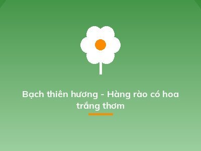 Bạch thiên hương - Hàng rào có hoa trắng thơm