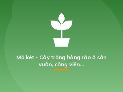 Mỏ két - Cây trồng hàng rào ở sân vườn, công viên...