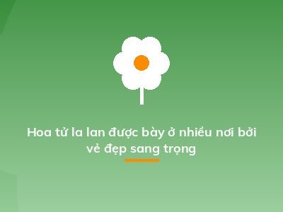 Hoa tử la lan được bày ở nhiều nơi bởi vẻ đẹp sang trọng