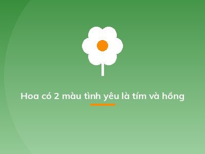 Hoa có 2 màu tình yêu là tím và hồng