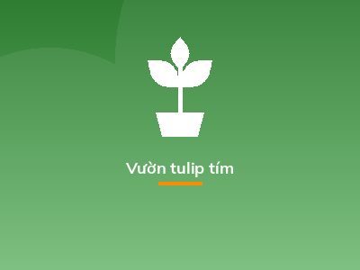 Vườn tulip tím