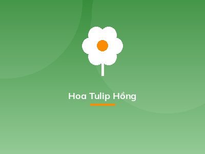 Hoa Tulip Hồng