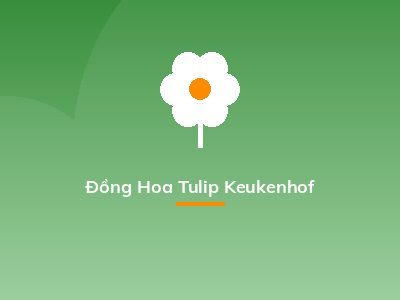 Đồng Hoa Tulip Keukenhof