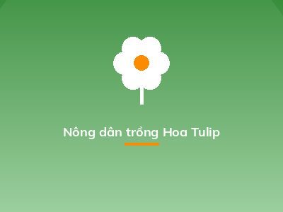 Nông dân trồng Hoa Tulip