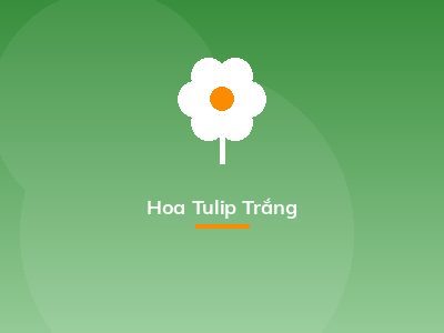 Hoa Tulip Trắng