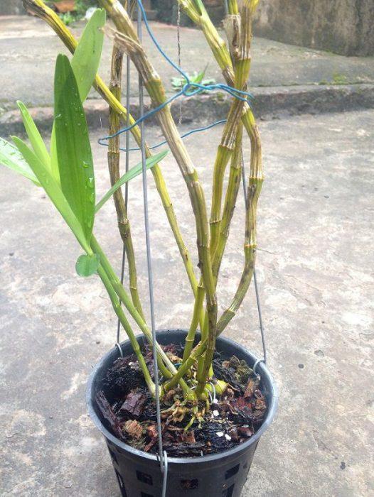 Đùi gà dẹt có thân dích dắc khá giống chuỗi ngọc