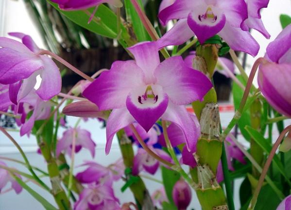 Hoa đùi gà dẹt nhỏ hơn, họng có 2 mắt nhỏ 2 bên