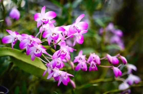 Hoàng thảo đùi gà tròn với hòng to tròn và đen