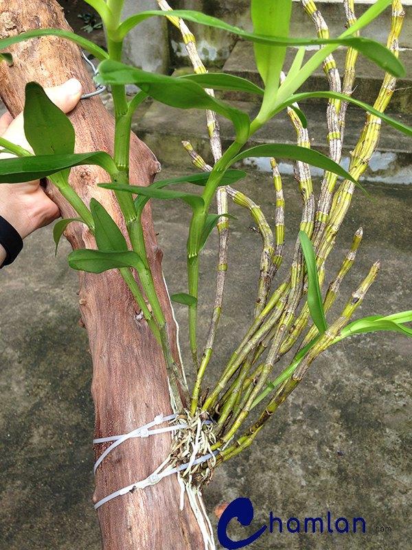 Rễ lan đùi gà bám gỗ