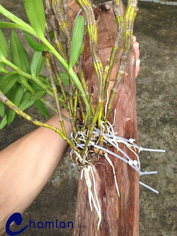 Cách trồng lan đùi gà vào lũa