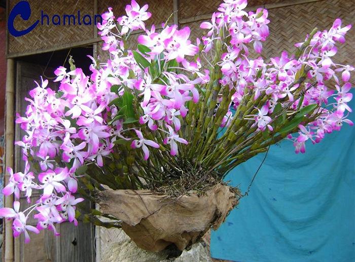 Cách trồng lan đùi gà vào dớn