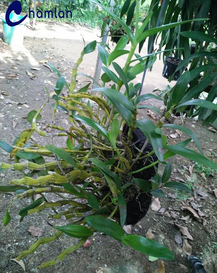 Trồng lan đùi gà phải để gốc nổi