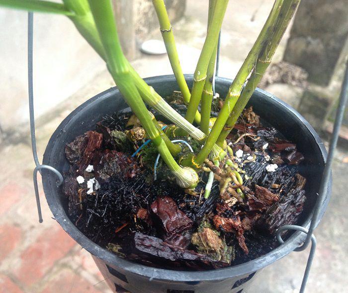 Nhận biết lan đùi gà tròn qua thân cây
