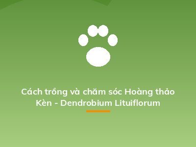 Cách trồng và chăm sóc Hoàng thảo Kèn - Dendrobium Lituiflorum