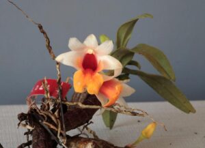 Hoàng thảo Hỏa Hoàng - Dendrobium bellatulum Rolfe - Vườn Lan