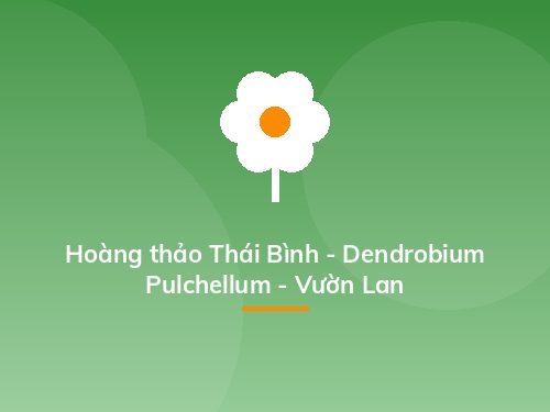 Hoàng thảo Thái Bình - Dendrobium Pulchellum - Vườn Lan