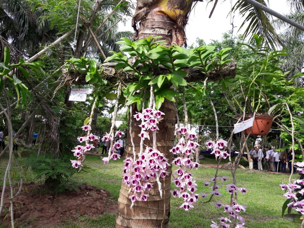 Lưu giữ và phát triển một số loài lan Hoàng thảo (Dendrobium) bản