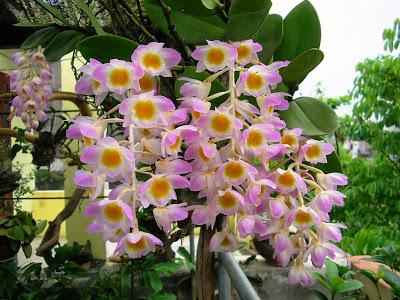 Lưu giữ và phát triển một số loài lan Hoàng thảo (Dendrobium) bản