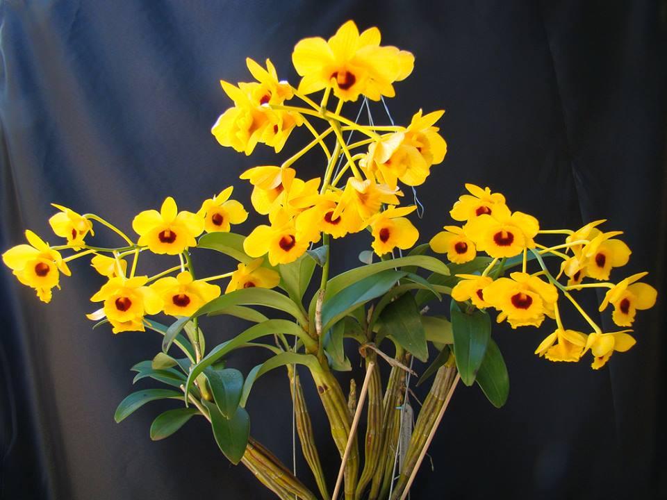 Lưu giữ và phát triển một số loài lan Hoàng thảo (Dendrobium) bản