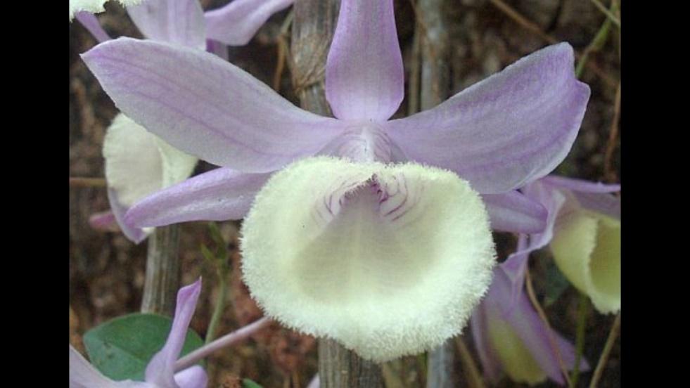 Lưu giữ và phát triển một số loài lan Hoàng thảo (Dendrobium) bản
