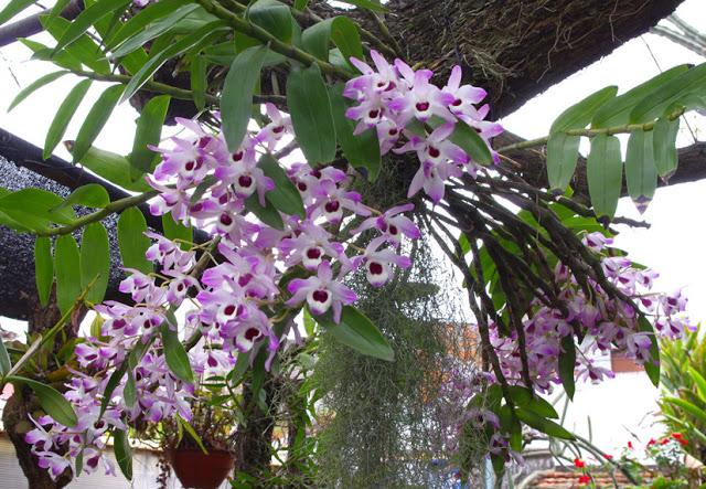 Lưu giữ và phát triển một số loài lan Hoàng thảo (Dendrobium) bản