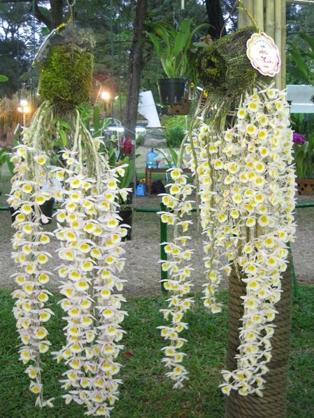 Lưu giữ và phát triển một số loài lan Hoàng thảo (Dendrobium) bản