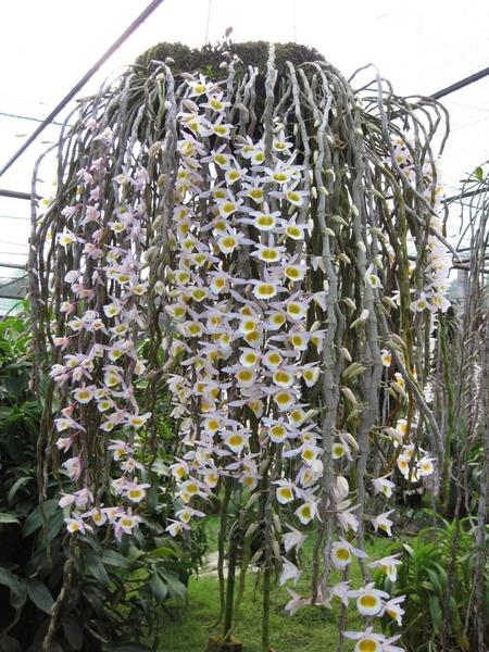Lưu giữ và phát triển một số loài lan Hoàng thảo (Dendrobium) bản