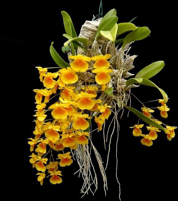 Lưu giữ và phát triển một số loài lan Hoàng thảo (Dendrobium) bản