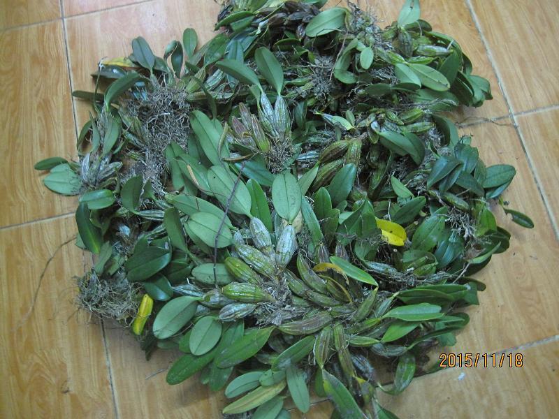 Lưu giữ và phát triển một số loài lan Hoàng thảo (Dendrobium) bản