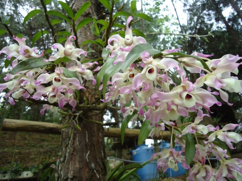 Lưu giữ và phát triển một số loài lan Hoàng thảo (Dendrobium) bản