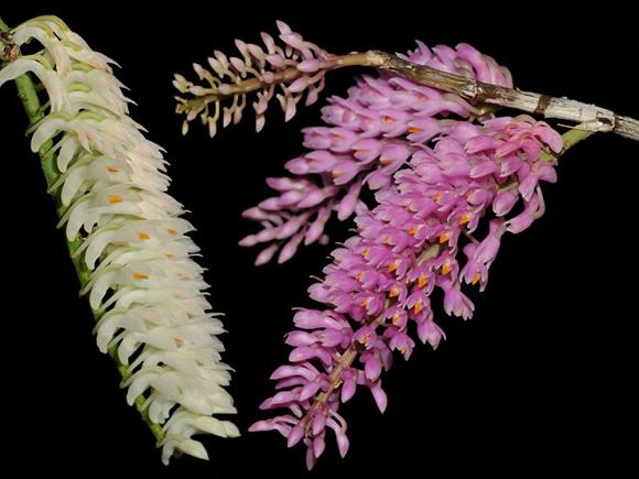 Lưu giữ và phát triển một số loài lan Hoàng thảo (Dendrobium) bản