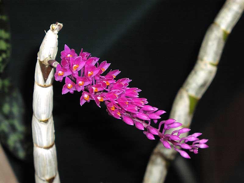 Lưu giữ và phát triển một số loài lan Hoàng thảo (Dendrobium) bản