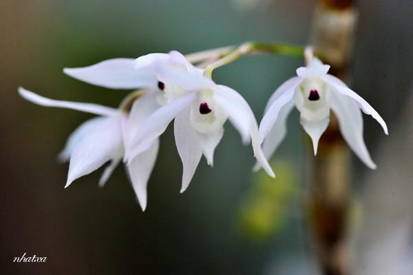 Lưu giữ và phát triển một số loài lan Hoàng thảo (Dendrobium) bản