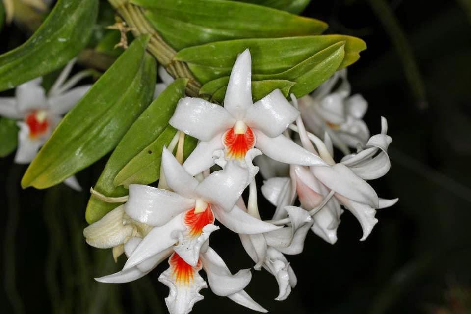 Lưu giữ và phát triển một số loài lan Hoàng thảo (Dendrobium) bản
