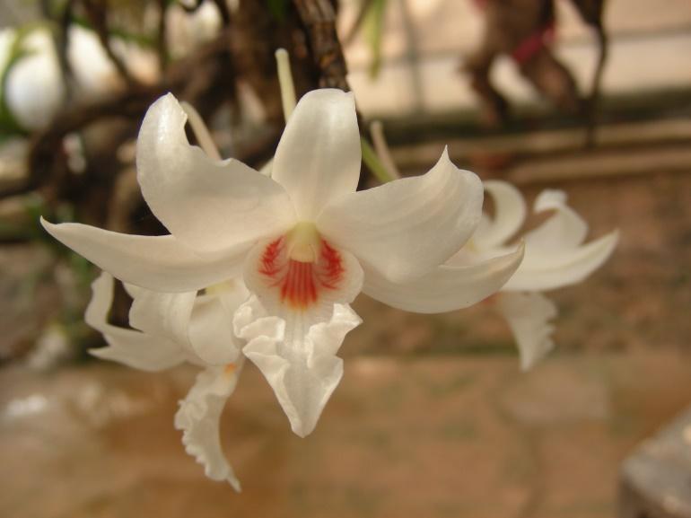Lưu giữ và phát triển một số loài lan Hoàng thảo (Dendrobium) bản