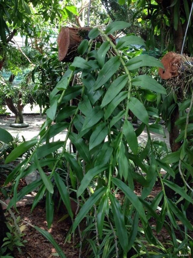 Lưu giữ và phát triển một số loài lan Hoàng thảo (Dendrobium) bản