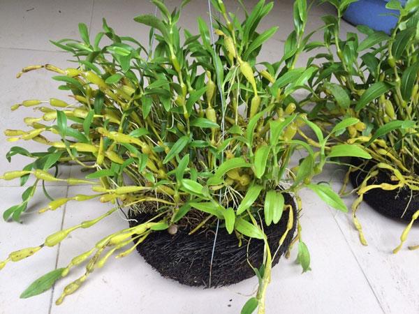 Lưu giữ và phát triển một số loài lan Hoàng thảo (Dendrobium) bản